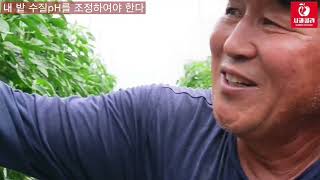 [고추재배] 아무리 약쳐도 탄저병 안잡히는 진실/10일만에 또 열매 굵고 대궁 더 짱짱/다수확 노지고추/방우…