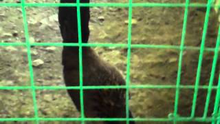 Alvin Rhodes-Elmo Gayoso Sky King Gamefarm Imported Bumblefoot Grey