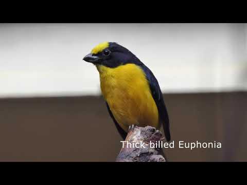 Thick-billed Euphonia ♂