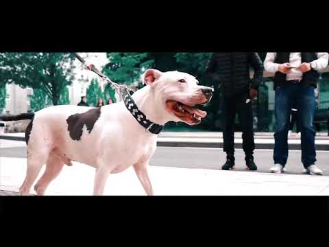 Maauvaisdjoo - FREESTYLE #ASMB