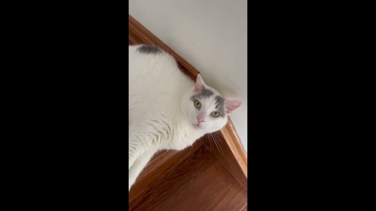 Enlarge Luna *diabetic, special needs*, a Adoptable Domestic Short Hair in Toronto, ON video 6/6