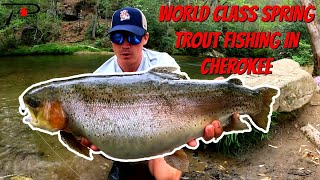 World Class Spring Trout Fishing In Cherokee