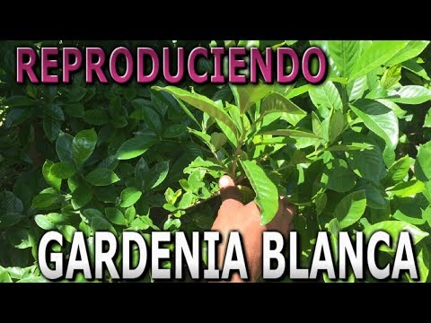 , title : 'Como reproducir el arbusto de Gardenia Blanca por estacas || Info Garden'