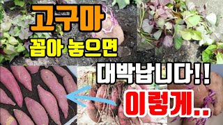 고구마 꼽아만 놓으면 대박납니다 이렇게 집에서 고구마모종 만들어보세요 쉬워요 #고구마모종