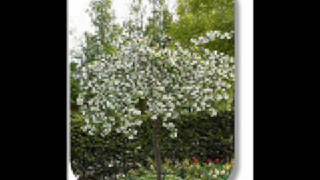 Vennaskond - On Marsilgi kord õites õunapuud.