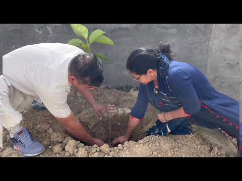 विश्व पर्यावरण दिवस