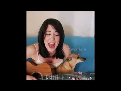 That dog is on fire! Singing dog belts incredible tunes with LA mom