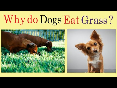 General knowledge Questions with Answers | why do dogs eat grass ?