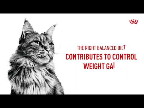 Keep Your Neutered Cat in great shape, with Royal Canin Sterilised Cat Hamper