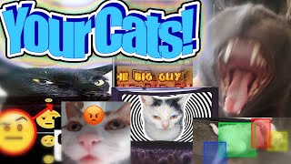 Cover art for i turned my viewers cats into memes