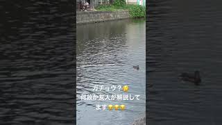 鳥の名は分からず、、友人が解説してるー！#shorts