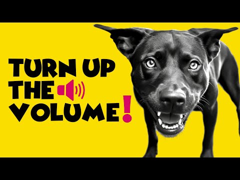 Guaranteed to Attract Any Dog! 🐕👀Sounds for Dogs