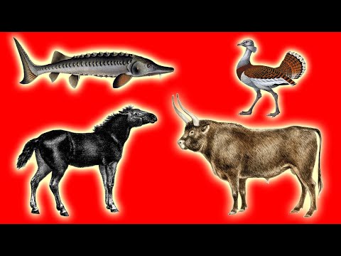 BIG Animals Recently Extinct in Poland and Their Return