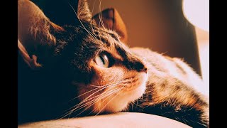 El SIDA en gatos existe: lo que necesita saber | Noticias Caracol