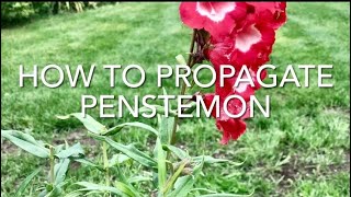 How To Propagate Penstemon, How To Take Penstemon Cuttings, Plant Propagation