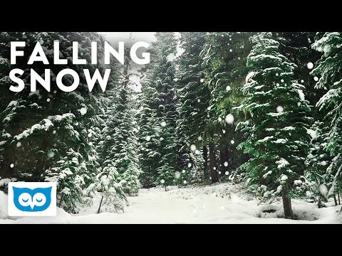 Peaceful Falling Snow - 2 Hours HD Relaxing Snowy Forest