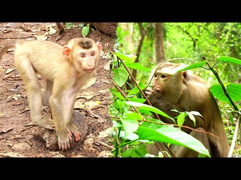 quiet please to Ashly try to hide her in bush while Rojo seek her all places, She eats insects
