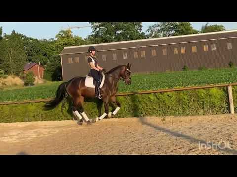 5-jährige Stute von Sarotti Mokka Sahne x Weltruhm