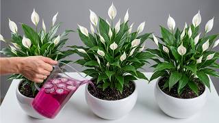 Just 1 Spoon Under Any Plant – Instantly Brings It to Life!