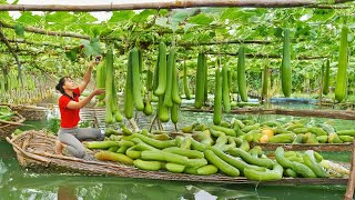 Harvest Tons Melon Fruit Goes To Market Sell, Melon Garden On The Pond | Phương Farm Life