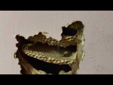 Yellow Jackets Found Inside Bedroom Closet in Freehold, NJ