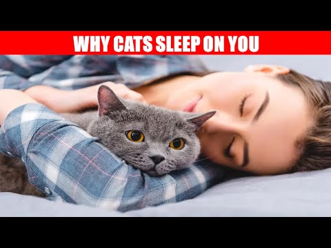Why does your cat sleep with you 😸