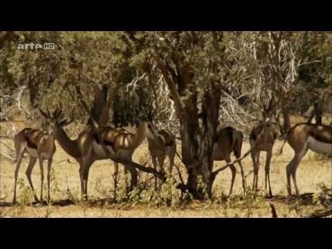 Afrikas cleverste Jäger: Erbitterter Wettkampf (DOKU DEUTSCH)
