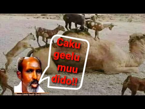 CAKU GEELU MUU DIDO! ABWAAN YAMYAM MAANSO MUCJISO AH
