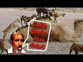 CAKU GEELU MUU DIDO ABWAAN YAMYAM MAANSO MUCJISO AH