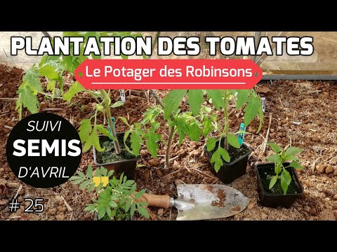 , title : 'Plantation des tomates en serre et suivi des semis d'avril'