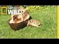 Why Timmy The Tortoise Attacks Everything In Sight Nat Geo Wild