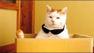 Die sehr coole Katze