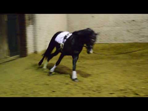 3-jähr. Ponyhengst v. Noah de Lux-Hilkens Black Delight (Galopp)