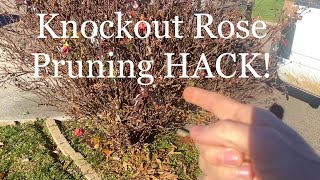 KNOCKOUT ROSE Pruning HACK! | how to prune a knockout rose 101