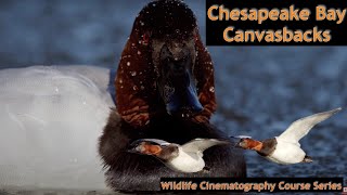 Beautiful waterfowl along the Eastern Shore of Maryland