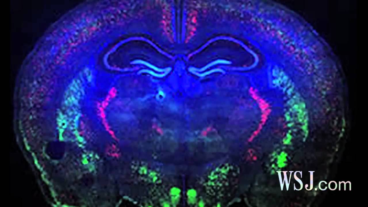 How the Brain's Wiring Works