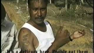 The Headhunters of Borneo