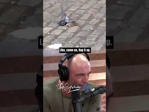 Joe Rogan on a Vicious Rat Attacking a Pigeon
