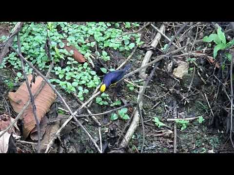 Thick-billed Euphonia, Euphonia laniirostris hypoxantha, Rio Canandé, Ecuador, 15 Dec 2012