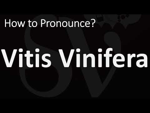 How to Pronounce Vitis Vinifera? (CORRECTLY)