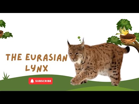 Meet the Eurasian Lynx