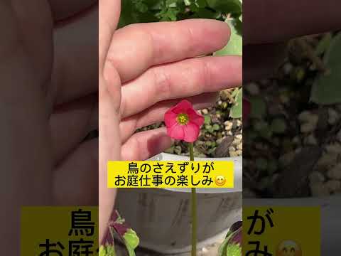 香りのよい庭を作るための、香りのよい葉を持つ植物はどれですか?  庭園