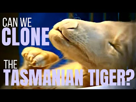 Can We Clone the Tasmanian Tiger? ~ with Professor Andrew Pask