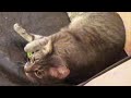 Gray Tabby Cat And Black Cat Having Fun With A Bell Ball Toy