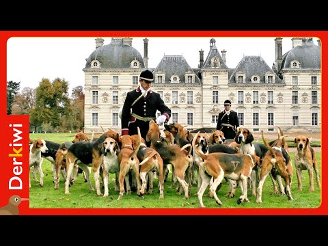 Die gehorsamsten Jagdhunde der Welt leben in diesem Schloss in Frankreich