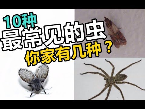 家裡會出現的蟲