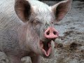PIG BRAZER Attention Radiation OFFICIAL MUSIC GOREGRIND 2021
