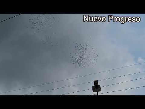 AZACUANES 2026
