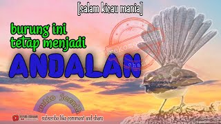 Download lagu Masteran Burung || Sikatan Kipasan Gacor Terbaik untuk Masteran || Pikat Sikatan Kipas mp3