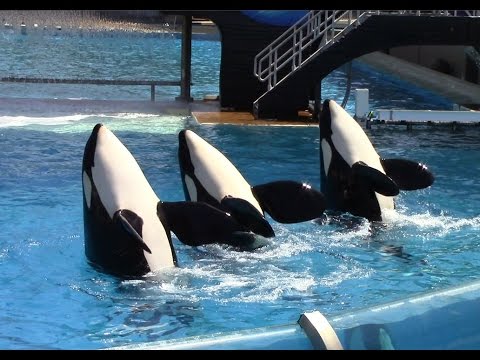 One Ocean (Full Show) - SeaWorld San Diego - June 23, 2014